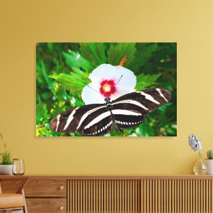 Zebra-Langschmetterling auf einem Hibiskus Rotes H Leinwanddruck