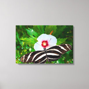 Zebra-Langschmetterling auf einem Hibiskus Rotes H Leinwanddruck
