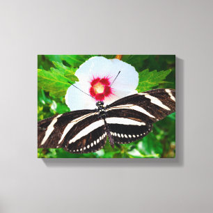 Zebra-Langschmetterling auf einem Hibiskus Rotes H Leinwanddruck
