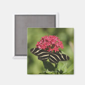 Zebra-Langschmetterling, Heliconius Magnet (Vorderseite/Rückseite)