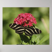 Zebra-Langschmetterling, Heliconius Poster (Vorne)