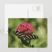 Zebra-Langschmetterling, Heliconius Postkarte (Vorne/Hinten)
