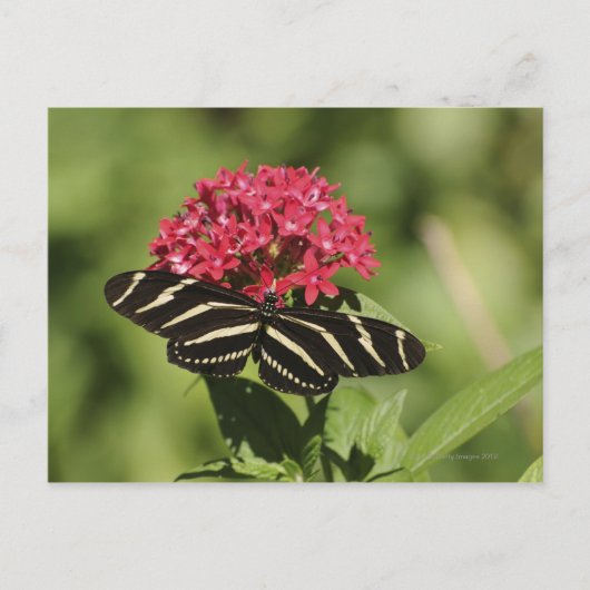 Zebra-Langschmetterling, Heliconius Postkarte (Vorderseite)