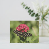 Zebra-Langschmetterling, Heliconius Postkarte (Stehend Vorderseite)