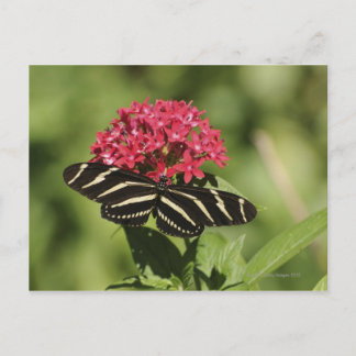 Zebra-Langschmetterling, Heliconius Postkarte