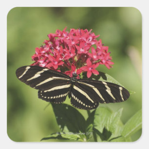 Zebra-Langschmetterling, Heliconius Quadratischer Aufkleber