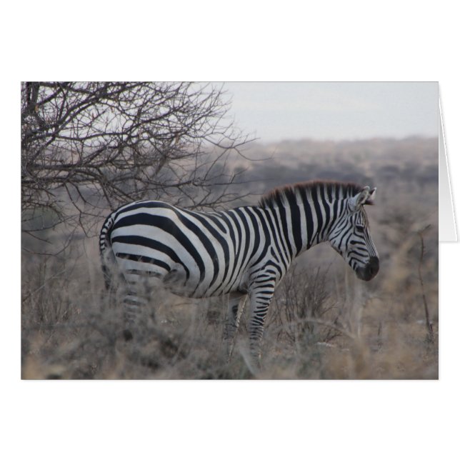 Zebra-leere Karte (Vorderseite (Horizontal))