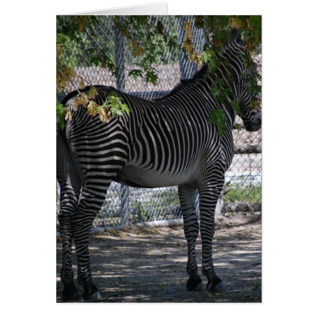Zebra-Liebe (Vorne)