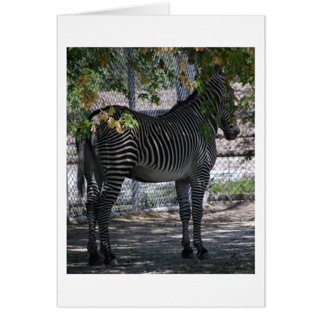 Zebra-Liebe (Vorne)