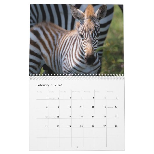 Zebra-Liebe 2021 Kalender (Feb 2026)