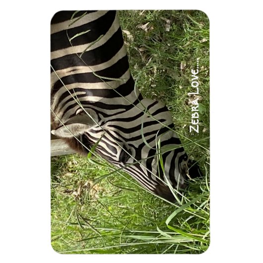 Zebra-Liebe...Magnet Magnet (Vertikal)