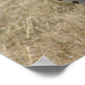 Zebra-Liebe Poster (Ecke)