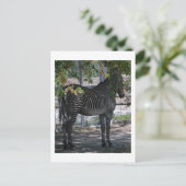 Zebra-Liebe Postkarte (Stehend Vorderseite)