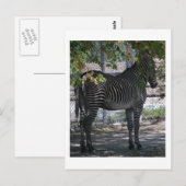 Zebra-Liebe Postkarte (Vorne/Hinten)
