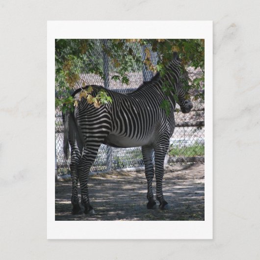 Zebra-Liebe Postkarte (Vorderseite)