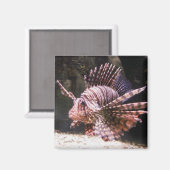 Zebra Lion Fish Magnet (Vorderseite/Rückseite)