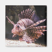 Zebra Lion Fish Magnet (Vorne)