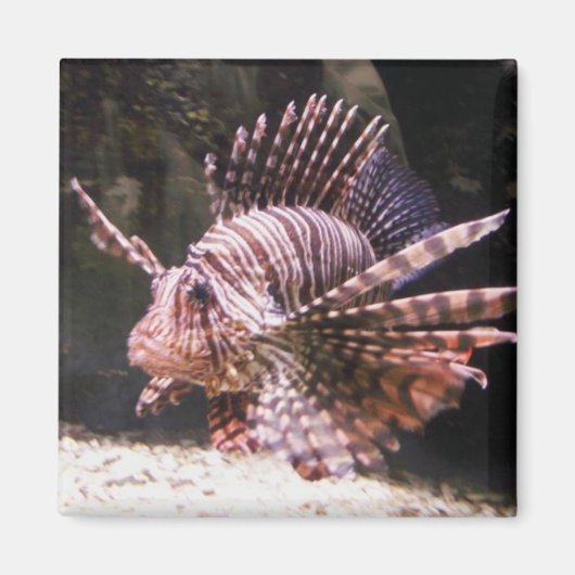 Zebra Lion Fish Magnet (Vorne)