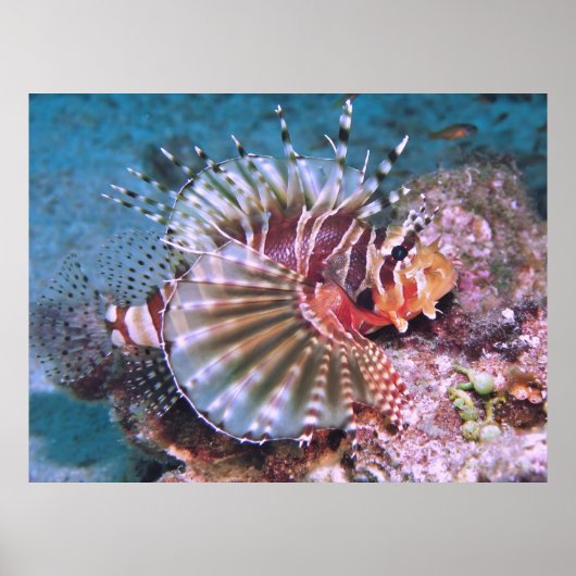 Zebra Lionfish Poster (Vorne)