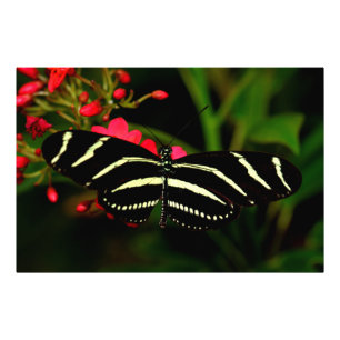 Zebra Long Wing auf Blume Fotodruck