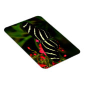 Zebra Long Wing auf Blume Magnet (Rechte Seite)