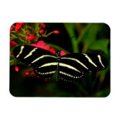 Zebra Long Wing auf Blume Magnet (Horizontal)