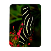 Zebra Long Wing auf Blume Magnet (Vertikal)