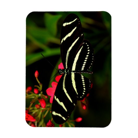Zebra Long Wing auf Blume Magnet (Vertikal)