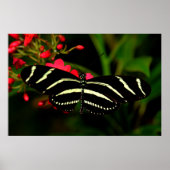 Zebra Long Wing auf Blume Poster (Vorne)