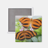 Zebra Long Wing Butterfly 2 Magnet (Vorderseite/Rückseite)