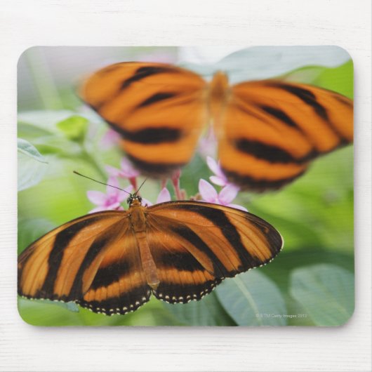 Zebra Long Wing Butterfly 2 Mousepad (Vorne)