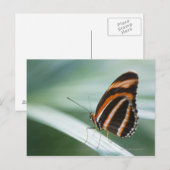 Zebra Long Wing Butterfly Postkarte (Vorne/Hinten)