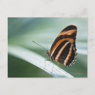 Zebra Long Wing Butterfly Postkarte