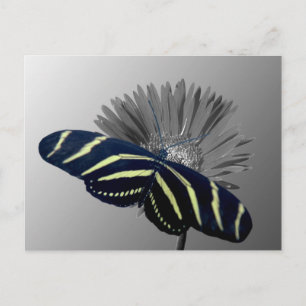 Zebra Longtail auf einem Daisy Postkarte