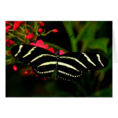 Zebra Longwing auf Blume (Vorderseite (Horizontal))