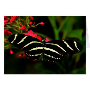 Zebra Longwing auf Blume