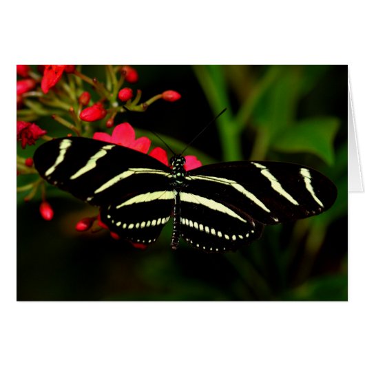 Zebra Longwing auf Blume (Vorderseite (Horizontal))