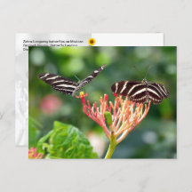 Zebra Longwing Butterflies, FL - Postkarte