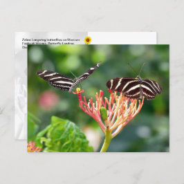 Zebra Longwing Butterflies, FL - Postkarte