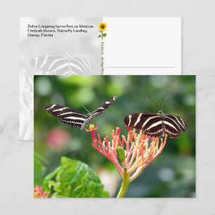 Zebra Longwing Butterflies, FL - Postkarte