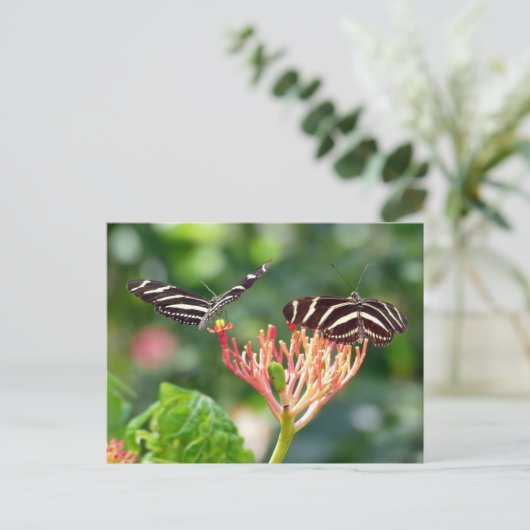 Zebra Longwing Butterflies, FL - Postkarte (Stehend Vorderseite)