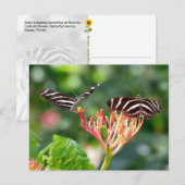 Zebra Longwing Butterflies, FL - Postkarte (Vorne/Hinten)