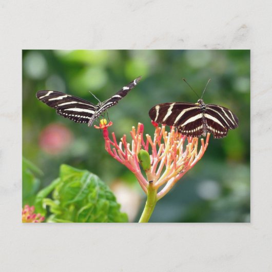 Zebra Longwing Butterflies, FL - Postkarte (Vorderseite)