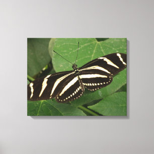 Zebra Longwing Butterfly Canvas Print Leinwanddruck