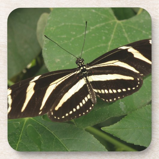 Zebra Longwing Butterfly Cork Untersetzer (Vorderseite)