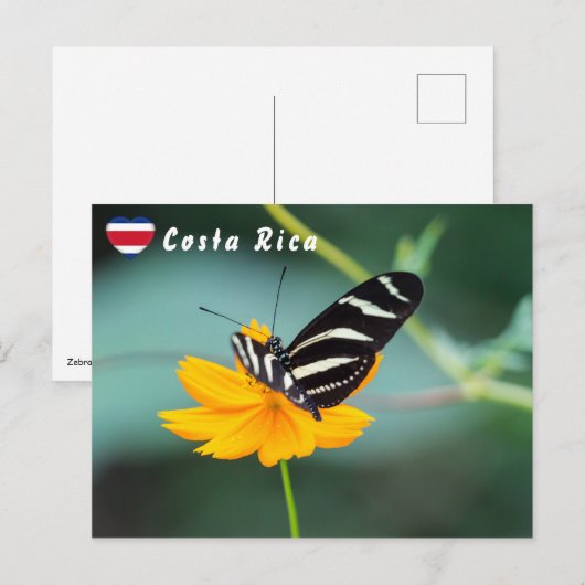 Zebra Longwing Butterfly - Costa Rica Postkarte (Vorne/Hinten)
