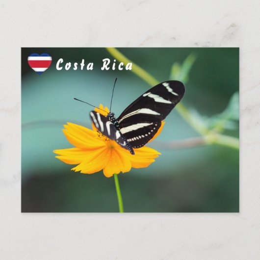 Zebra Longwing Butterfly - Costa Rica Postkarte (Vorderseite)