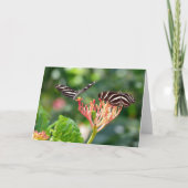 Zebra Longwing Butterfly, FL - Karte (Vorderseite)