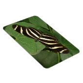 Zebra Longwing Butterfly Flexi Magnet (Rechte Seite)