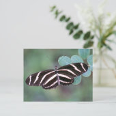 Zebra Longwing Butterfly Foto Postcard Postkarte (Stehend Vorderseite)